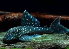 Pleco blue phantom L-128 — 12